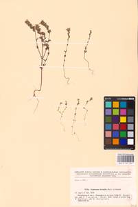 MHA 0 161 565, Euphrasia ×vernalis List, Восточная Европа, Северный район (E1) (Россия)
