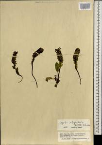 Лаготис цельнолистный (Willd.) Schischk. ex Vikulova, Монголия (MONG) (Монголия)