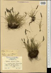 Овсяница овечья L., Кавказ, Южная Осетия (K4b) (Южная Осетия)