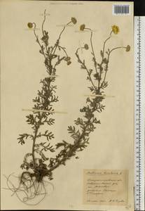 Cota tinctoria subsp. tinctoria, Восточная Европа, Южно-Украинский район (E12) (Украина)