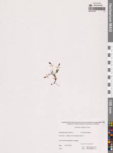Drosera × anglica Huds., Сибирь, Чукотка и Камчатка (S7) (Россия)