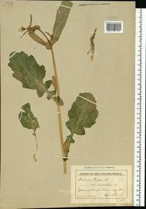 Brassica rapa subsp. sylvestris (L.) Janch., Восточная Европа, Белоруссия (E3a) (Белоруссия)