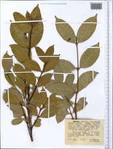 Magnoliopsida, Африка (AFR) (Эфиопия)