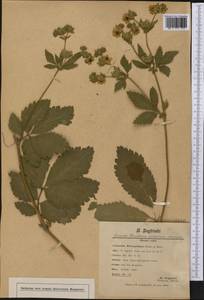 Drymocallis glandulosa subsp. glandulosa, Америка (AMER) (Неизвестно)