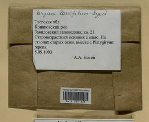 Rosulabryum moravicum (Podp.) Ochyra & Stebel, Гербарий мохообразных, Мхи - Центральное Нечерноземье (B6) (Россия)