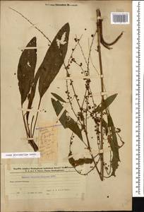 Щавель узколистный Ledeb., Кавказ, Азербайджан (K6) (Азербайджан)