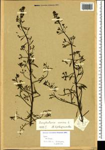 Scrophularia canina subsp. bicolor (Sibth. & Sm.) Greuter, Крым (KRYM) (Россия)