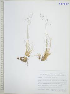 Ковылечек альпийский (F.Schmidt) Sipliv., Сибирь, Дальний Восток (S6) (Россия)