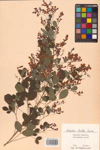 Леспедеца двуцветная Turcz., Сибирь, Дальний Восток (S6) (Россия)