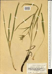 Eryngium wanaturi Woronow, Кавказ, Армения (K5) (Армения)