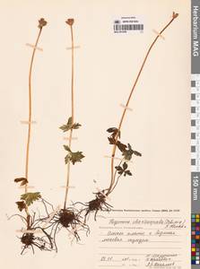 Купальница бумажночашелистиковая Schipcz., Сибирь, Чукотка и Камчатка (S7) (Россия)