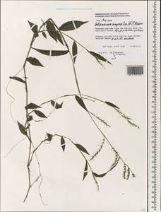 Остянка сложная (L.) P.Beauv., Зарубежная Азия (ASIA) (Филиппины)