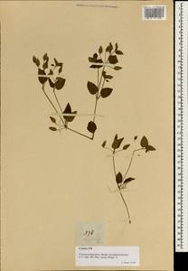 Torenia violacea (Azaola ex Blanco) Pennell, Зарубежная Азия (ASIA) (Филиппины)