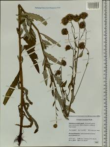 Cirsium arvense var. vestitum Wimm. & Grab., Сибирь, Прибайкалье и Забайкалье (S4) (Россия)
