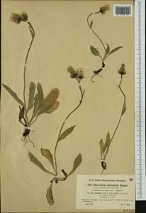 Hieracium dentatum subsp. expallens (Fr.) Nägeli & Peter, Западная Европа (EUR) (Австрия)