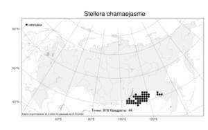 Stellera chamaejasme, Стеллера карликовая L., Атлас флоры России (FLORUS) (Россия)