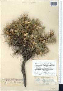 Astragalus dissectus B. Fedtsch. & Ivanova, Средняя Азия и Казахстан, Памир и Памиро-Алай (M2) (Узбекистан)