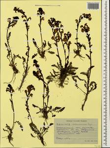 Мытник Нордманна Bunge, Кавказ, Ставропольский край, Карачаево-Черкесия, Кабардино-Балкария (K1b) (Россия)