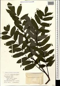 Pterocarya fraxinifolia (Poir.) Spach, Кавказ, Черноморское побережье (от Новороссийска до Адлера) (K3) (Россия)