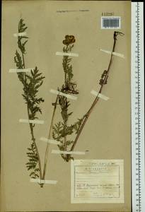 Tanacetum vulgare subsp. vulgare, Сибирь, Прибайкалье и Забайкалье (S4) (Россия)
