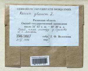 Riccia glauca L., Гербарий мохообразных, Мхи - Центральное Нечерноземье (B6) (Россия)