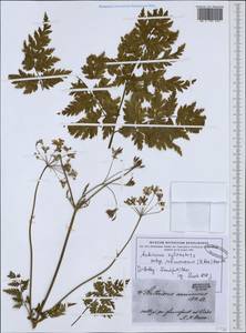 Anthriscus sylvestris subsp. sylvestris, Западная Европа (EUR) (Германия)