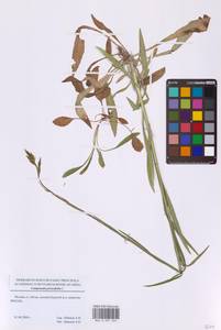 Колокольчик персиколистный L., Восточная Европа, Московская область и Москва (E4a) (Россия)