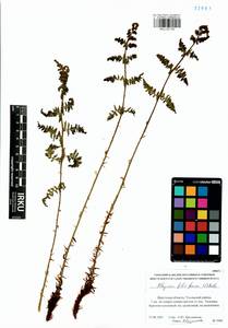 Кочедыжник женский (L.) Roth, Сибирь, Прибайкалье и Забайкалье (S4) (Россия)