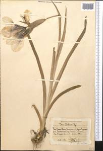 Iris korolkowii Regel, Средняя Азия и Казахстан, Западный Тянь-Шань и Каратау (M3) (Узбекистан)