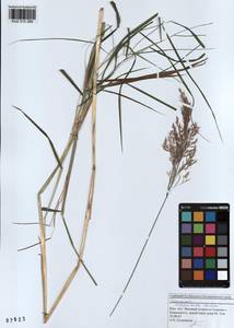 Вейник пурпурный (Trin.) Trin., Сибирь, Алтай и Саяны (S2) (Россия)