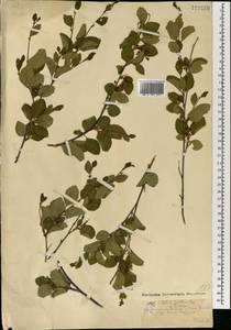 Береза кустарниковая Pall., Монголия (MONG) (Монголия)