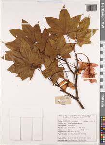 Acer campbellii subsp. flabellatum (Rehder) A. E. Murray, Зарубежная Азия (ASIA) (Вьетнам)