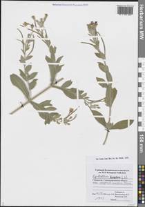 Кипрей волосистый, Кипрей мохнатый L., Средняя Азия и Казахстан, Памир и Памиро-Алай (M2) (Узбекистан)