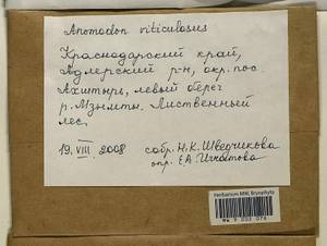 Anomodon viticulosus (Hedw.) Hook. & Taylor, Гербарий мохообразных, Мхи - Северный Кавказ и Предкавказье (B12) (Россия)