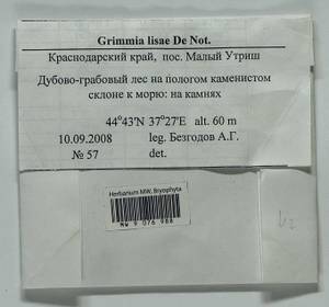 Grimmia lisae De Not., Гербарий мохообразных, Мхи - Северный Кавказ и Предкавказье (B12) (Россия)