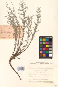 Artemisia caerulescens subsp. caerulescens, Восточная Европа, Ростовская область (E12a) (Россия)