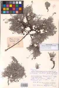 Незабудочник охотский Yurtseva & Khokhr., Сибирь, Чукотка и Камчатка (S7) (Россия)