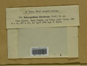 Scleropodium touretii (Brid.) L.F. Koch, Гербарий мохообразных, Мхи - Макаронезия (BMc) (Испания)