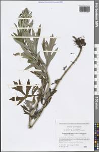 Artemisia vulgaris subsp. vulgaris, Сибирь, Чукотка и Камчатка (S7) (Россия)