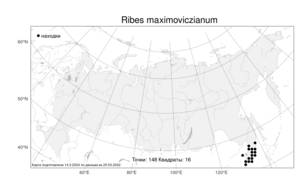 Ribes maximoviczianum, Смородина Максимовича Kom., Атлас флоры России (FLORUS) (Россия)