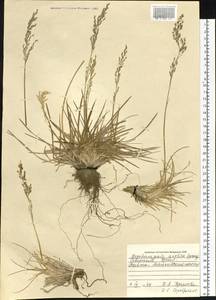 Deschampsia cespitosa subsp. septentrionalis Chiapella, Сибирь, Западная Сибирь (S1) (Россия)