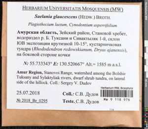 Saelania glaucescens (Hedw.) Broth., Гербарий мохообразных, Мхи - Дальний Восток (без Чукотки и Камчатки) (B20) (Россия)