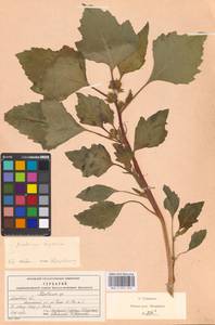 Xanthium orientale var. albinum (Widder) Adema & M.T.Jansen, Восточная Европа, Московская область и Москва (E4a) (Россия)