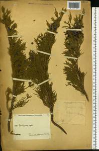 Можжевельник скальный Pall., Восточная Европа, Восточный район (E10) (Россия)