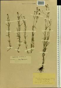 Cynanchica tinctoria (L.) Fourr., Восточная Европа, Центральный лесостепной район (E6) (Россия)