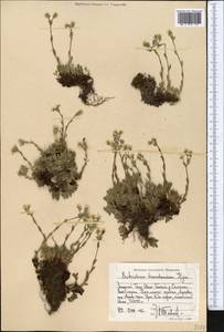 Незабудочник мохнатый (Ledeb.) Bunge, Средняя Азия и Казахстан, Западный Тянь-Шань и Каратау (M3) (Киргизия)