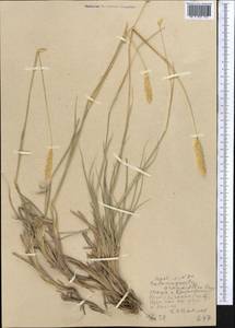 Calamagrostis holciformis Jaub. & Spach, Средняя Азия и Казахстан, Западный Тянь-Шань и Каратау (M3) (Узбекистан)