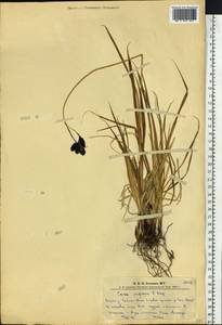 Carex caucasica subsp. caucasica, Сибирь, Алтай и Саяны (S2) (Россия)