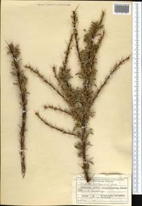 Berberis ulicina Hook. fil. & Thomson, Средняя Азия и Казахстан, Северный и Центральный Тянь-Шань (M4) (Киргизия)