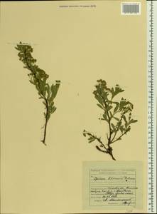Spiraea crenata subsp. crenata, Восточная Европа, Средневолжский район (E8) (Россия)